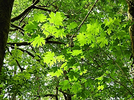 Vine Maple, Wildlife Botanical Garden