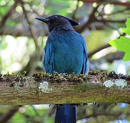 Steller's Jay, Columbia Springs