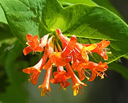 Honeysuckle, Lewisville Park