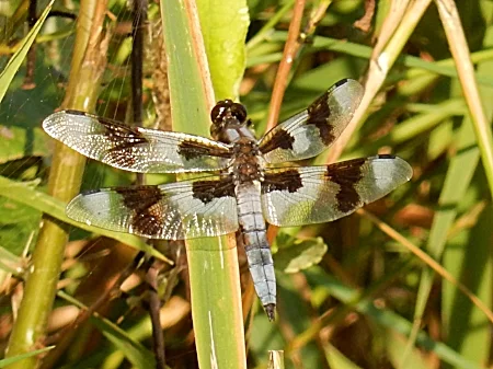 Dragonfly, Kiwa Trail