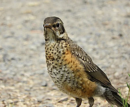 Young Robin, Wildlife Botanical Garden