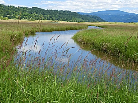 Stream, Steigerwald Wildlife Refuge
