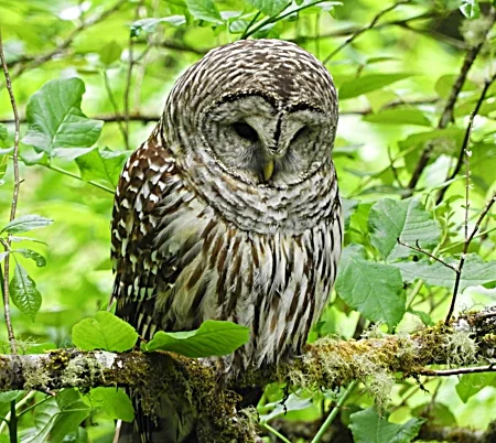 Barred Owl, Tualatin Hills Nature Park