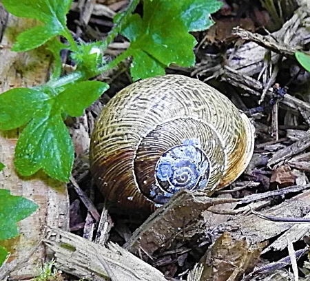 Snail, Wildlife Botanical Woods