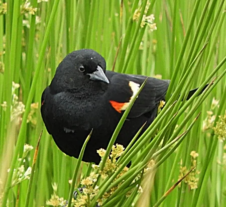 Red-Winged Blackbird, Ridgefield Wildlife Refuge