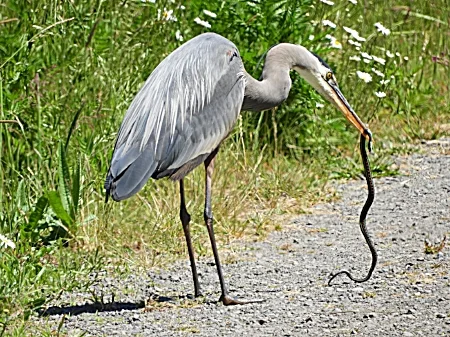 Heron with a Snake, Steigerwald Wildlife Refuge
