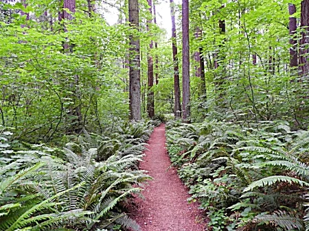 Forest Path, Tualatin Hills Nature Park