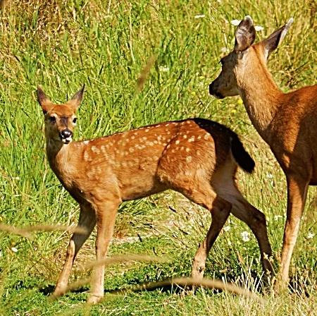 Mother and Baby Deer, Steigerwald Wildlife Refuge