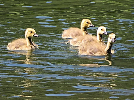 Goslings, Ridgefield Wildlife Refuge
