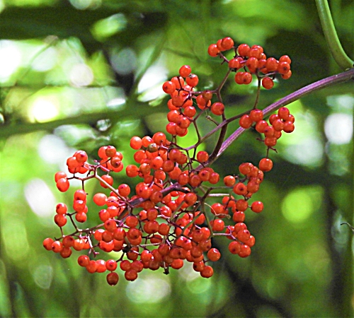 Berries, Wildlife Botanical Woods