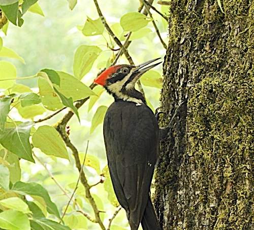 Pileated Woodpecker, Steigerwald Wildlife Refuge