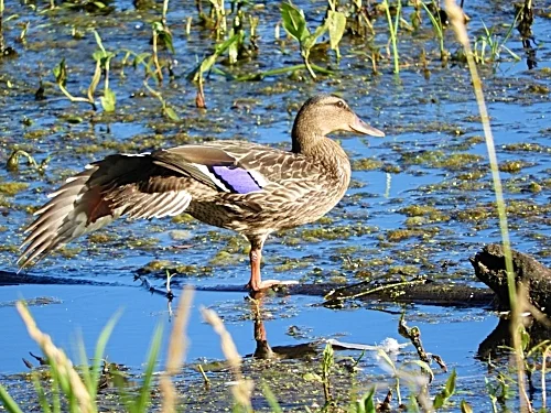 Female Mallard, Steigerwald Wildlife Refuge