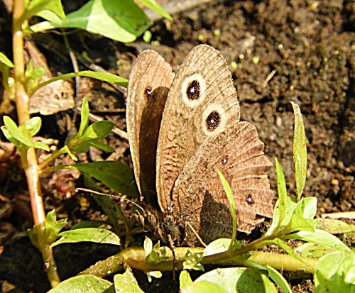 Little Wood Satyr Butterfly, Wildlife Botanical Garden