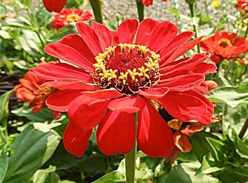 Gaillardia, Wildlife Botanical Garden