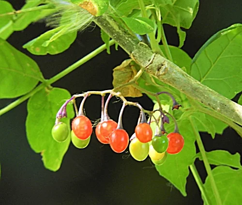 Berries, Wildlife Botanical Woods