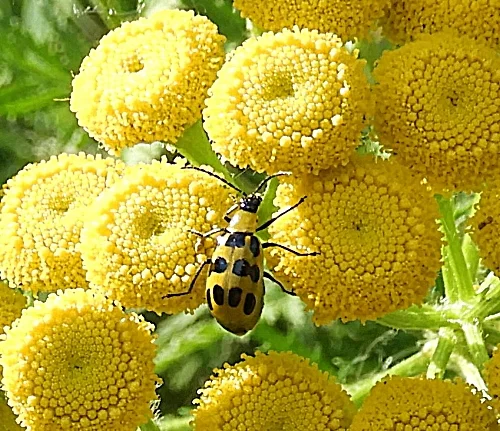 Cucumber Beetle, Steigerwald Wildlife Refuge