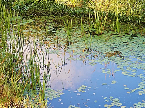 Pond, Steigerwald Wildlife Refuge