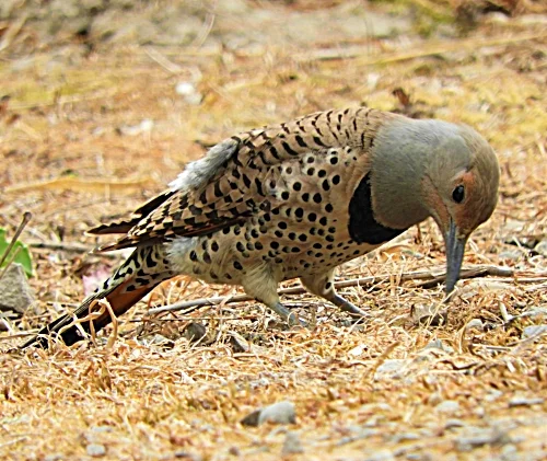 Northern Flicker, Ridgefield Wildlife Refuge