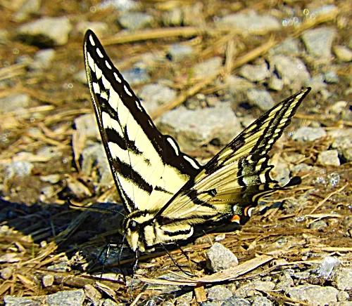 Yellow Swallowtail Butterfly, Steigerwald Wildlife Refuge