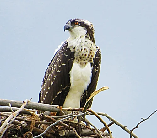 Osprey, Columbia River