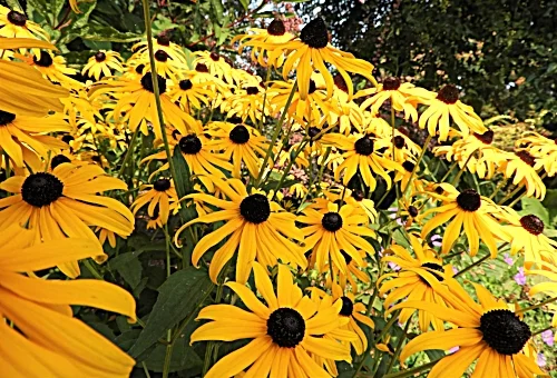 Black-Eyed Susan, Wildlife Botanical Garden