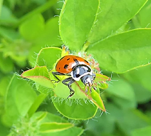Lady Bug, Kiwa Trail