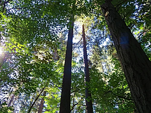Wildlife Botanical Forest