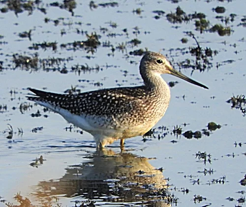 Yellow Legs, Ridgefield Wildlife Refuge