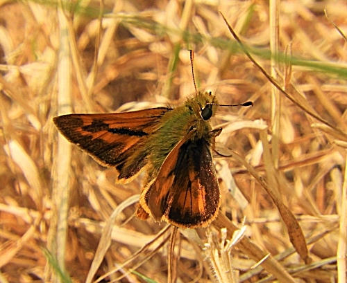 Sachem Skipper Butterfly, Steigerwald Wildlife Refuge