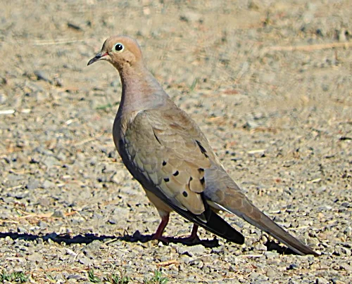 Dove, Kiwa Trail