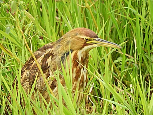 Bittern, Steigerwald Wildlife Refuge