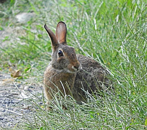 Rabbit, Steigerwald Wildlife Refuge