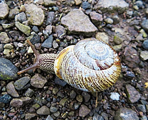 Snail, Lacamas Lake