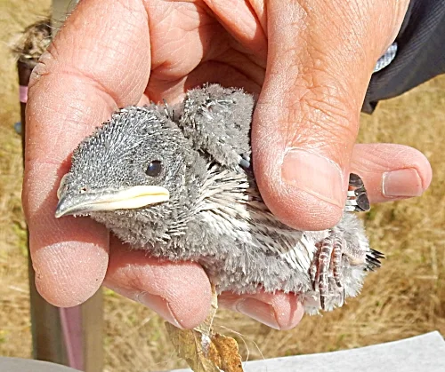 Baby Purple Martin, Ridgefield Wildlife Refuge