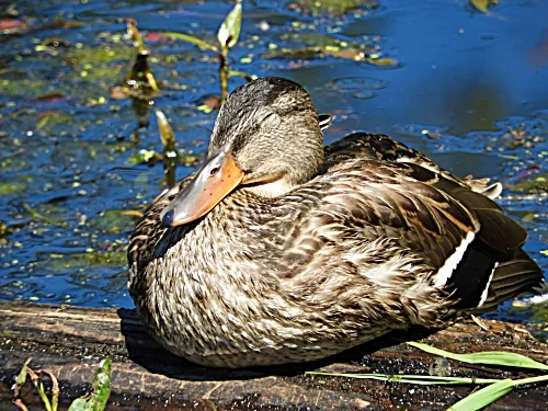 Sleeping Duck, Steigerwald Wildlife Refuge