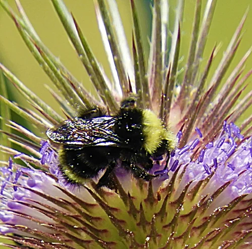 Bumble Bee, Wildlife Botanical Garden
