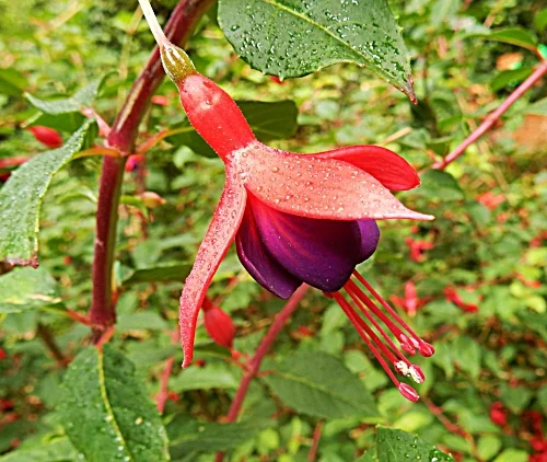 Fuchsia, Elk Rock Garden
