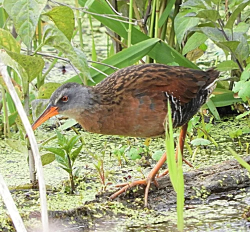 Virginia Rail, Kiwa Trail
