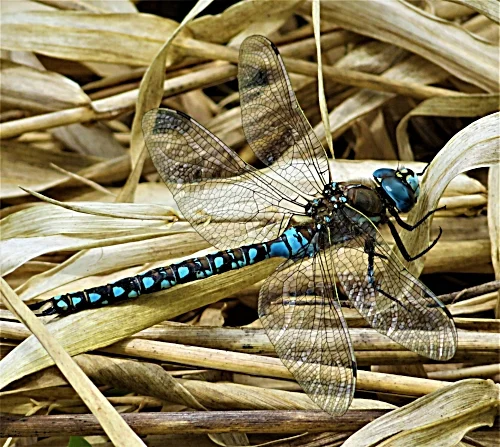 Dragonfly, Kiwa Trail