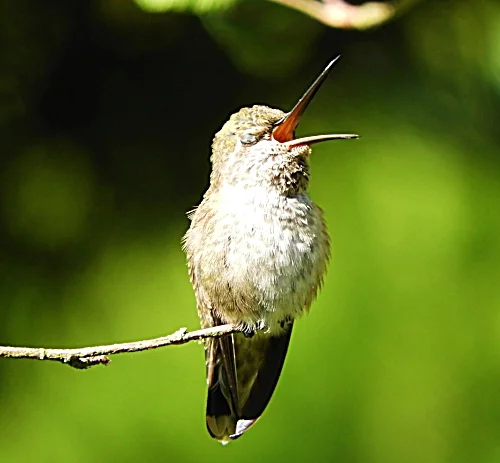 Hummingbird, Wildlife Botanical Garden