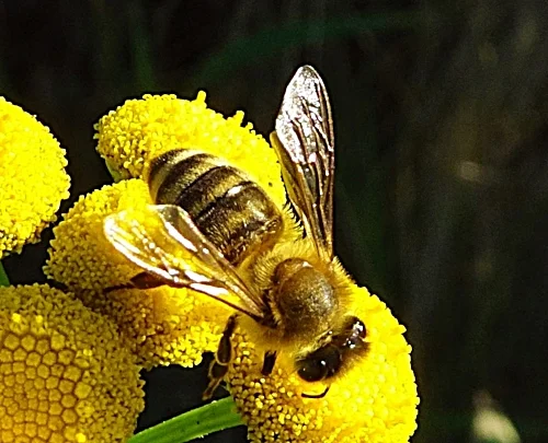 Bee, Steigerwald Wildlife Refuge