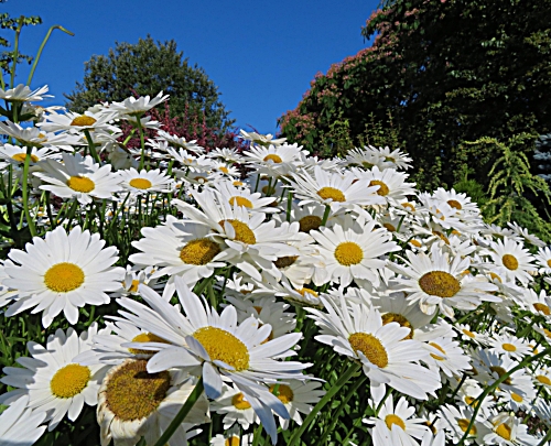 Daisies, Wildlife Botanical Garden