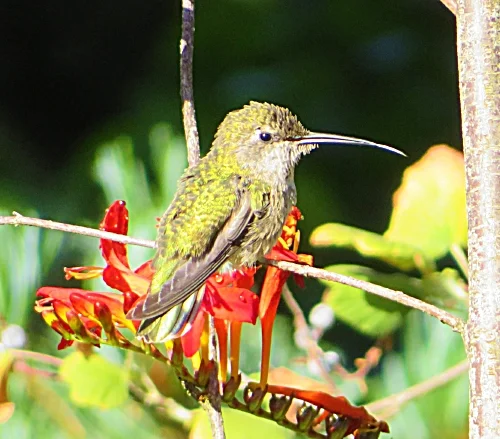 Hummingbird, Wildlife Botanical Garden