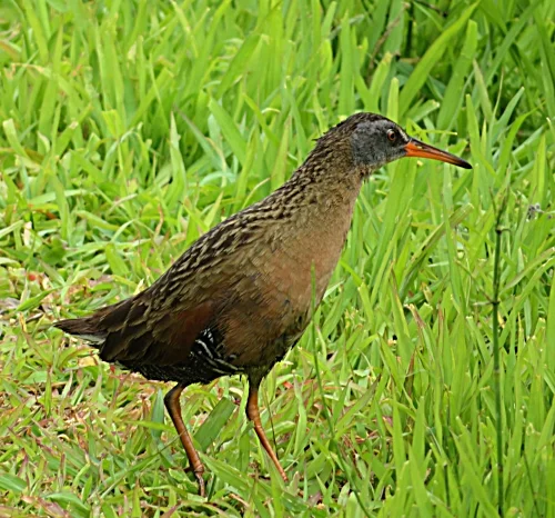 Virginia Rail, Kiwa Trail