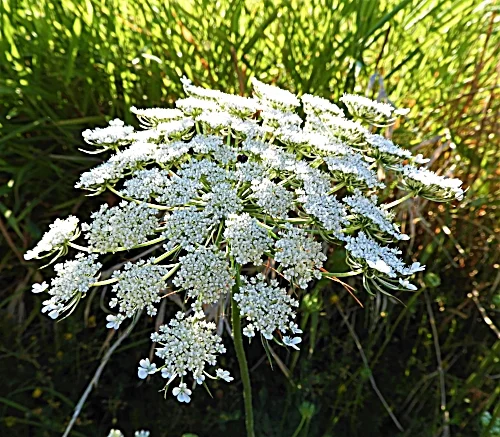 Queen Anne's Lace, Ridgefield Wildlife Refuge