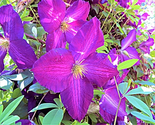 Clematis, Elk Rock Garden