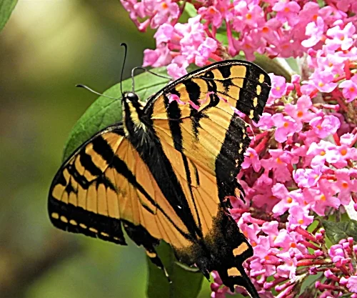 Swallowtail Butterfly, Back Yard