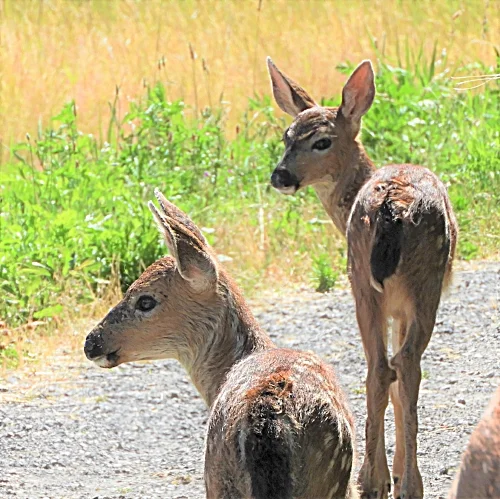 Twin Fawns, Steigerwald Wildlife Refuge