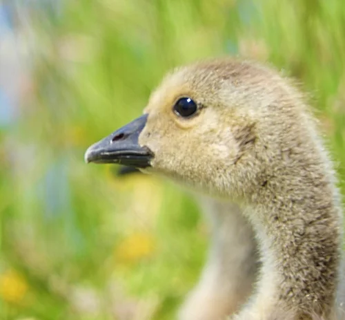 Teenage Goose, Ridgefield Wildlife Refuge