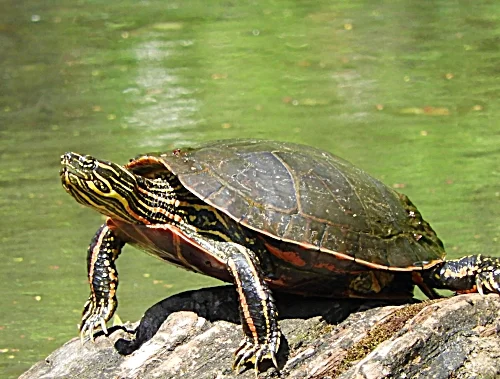 Turtle, Ridgefield Wildlife Refuge